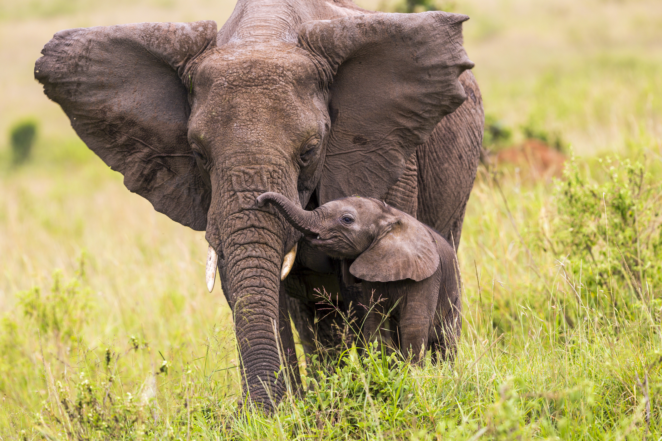 Filler Hakkında Büyüleyici 10 Gerçek