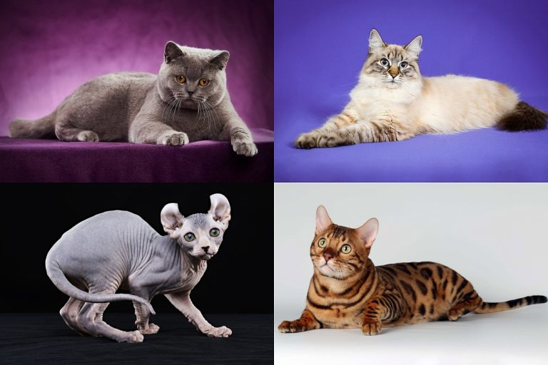 En Popüler Evcilleştirilmiş Kedi Irkları ve Özellikleri